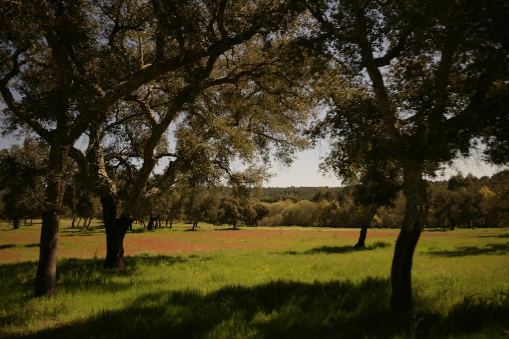 הוילה קורוצ'ה Monte Do Areeiro מראה חיצוני תמונה